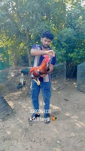 Best quality pattu die pachakaki Patta.,🐓 | anilprabha