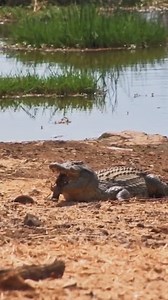 A croc picking up a rock? Captured on the waterhole camera at @victoriafallssafarilodge #nature #wildlife #safari #crocodile #zimbabwe #vicfallssafarilodge #africam #webcam #livestream | Africam