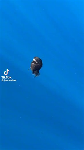 Seeing this mysterious deep ocean anglerfish floating right at the surface during broad daylight is completely mindblowingg. It feels like we are literally witnessing a piece of history with this incredibly rare footagee!