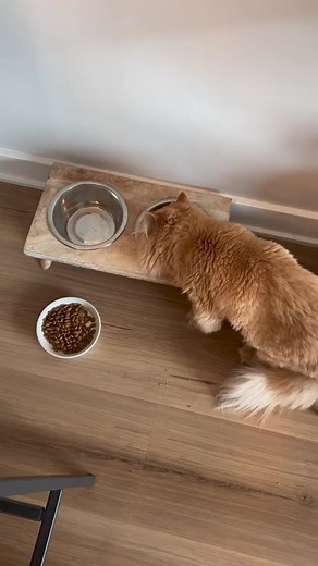 Does your Sunday reset include litter clean up? 🐱 @cody.the.lion and their pawrent use the new Litter Genie Easy Roll Pail to keep the litter area clean and smelling fresh, even after a reset! To purchase the new Easy Roll Pail, head to https://www.littergenie.com/litter-genie-easy-roll-refill/ | Litter Genie