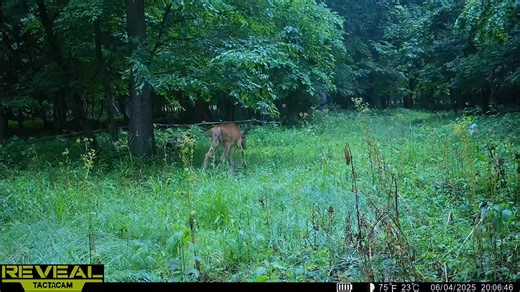 Work that Community Scrape! #thewhitetailguypodcast #thewhitetailguy #tactacamreveal #deerseason2025 #365withthewhitetailguy #thedailydeerreport | The Whitetail Guy