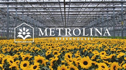 3.6K views · 102 reactions | Sunflowers are the quintessential summer...