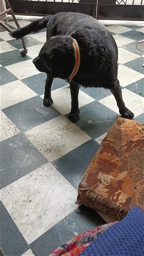 mere doggy Se Milo (meet my family )#labrador #doggy