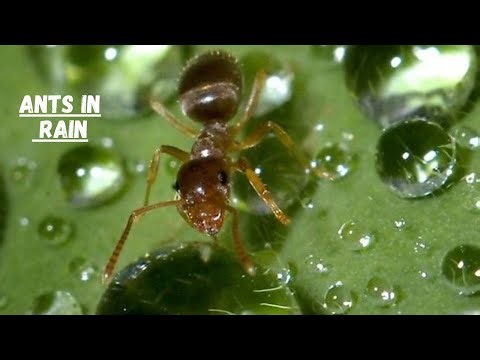 Ants Behavior in the Rain