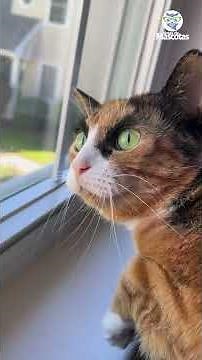 Gato con graciosas cejas parece que juzga a todos con su mirada 🤭