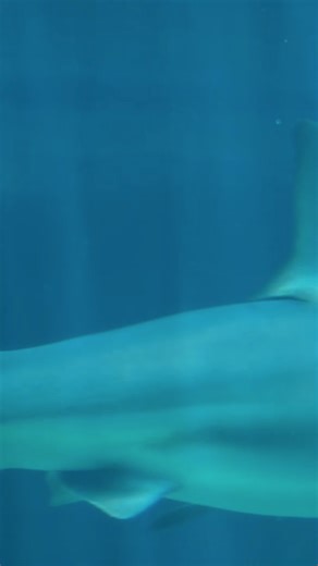 7.7K views · 37 reactions | It's Shark Week, and researchers at the Harte Research Institute at Texas A&M University-Corpus Christi are highlighting the crucial role sharks play in our marine ecosystem. | KRIS 6 News | Facebook