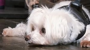 Daisy Lowe gives a glimpse inside her chic Primrose Hill home