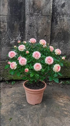 Rose Plant Monthly Care in Pot 🌿