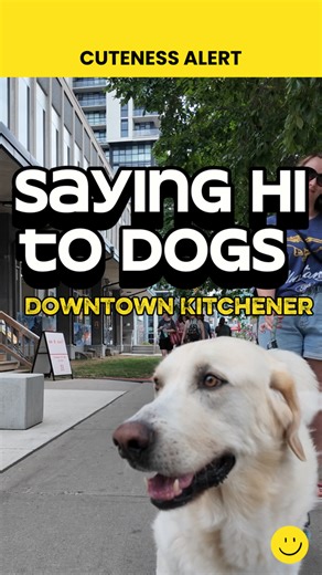 Meet the cutest residents of Downtown Kitchener and watch till the end for a special message from Olivia   Shop local, support local, live local… and don’t forget to say hi to the dogs along the way! City of Kitchener Thanks to all those that let me pet your dogs  | The Local Advocate | Facebook
