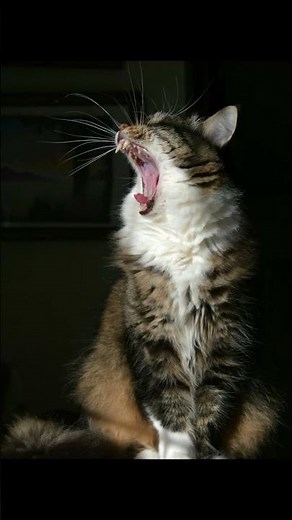 Do Cats Really Remember Us? The Surprising Truth About Feline Memory!