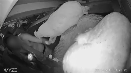 Chicken theft caught on camera