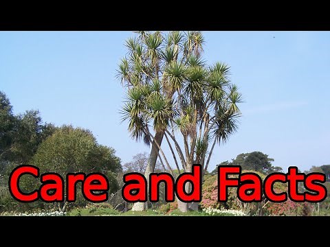 Cordyline Australis Care And Facts
