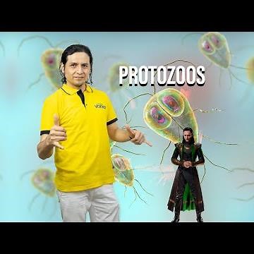 ¡Aprende sobre los protozoos!