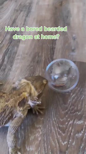 Life hack if your bearded dragon gets bored, try a stimulating activity like this beardie ball! #AnythingforPets #LifeHacks #beardeddragon (📹IG: erikaslittlezoo)