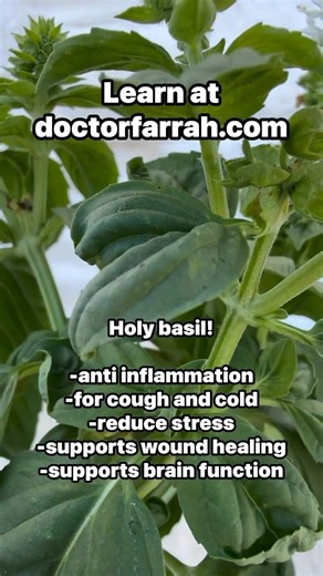 9.1K views · 123 reactions | Holy Basil! Ayurvedic plant that has various health benefits. | Dr. Farrah Agustin-Bunch, MD | Facebook