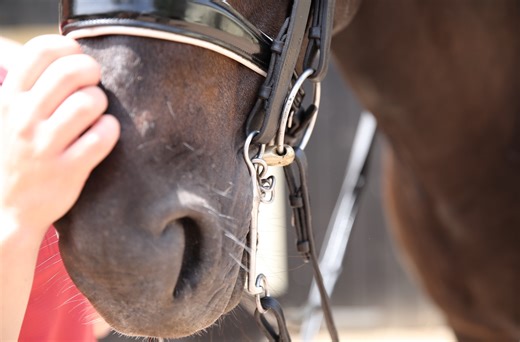 People – not double bridles – are the issue, says study, as education for riders is key