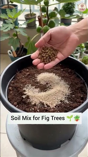 The Perfect Soil Mix for Fig Trees 🌱🪴✨#plants #tips