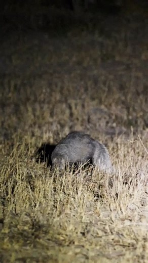 Uncover the secrets of the Sabi Sands after dark ✨ Last night’s spotlight revealed a rare sighting – the white-tailed mongoose 🖤🤍. Join us at Leopard Hills and experience the magic of Africa’s hidden nocturnal wonders. 🌙🐾 . . . #leopardhills #sabisand #seasonsinafrica #southafricasafari #leopardhillslodge #wildlifesafari #bigfivesafari #sabisands #safari #sabisandwildtuin . . . @bushwacking_with_morne | Leopard Hills Private Game Reserve