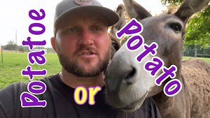 99K views · 9.7K reactions | Ima Survivor Donkey and Farm Animal Sanctuary on Reels | Facebook