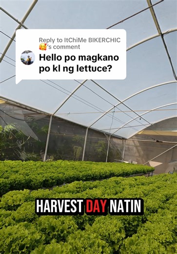 Hydroponics Lettuce Price: Per Kilo or Head