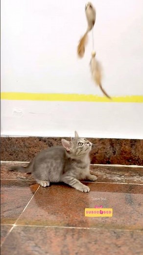 #Thanks to youtube, I want to be popular #new #shortvideo #catshorts #catvideos #catlovers #cutecat