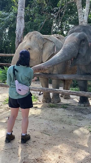 Heartfelt Elephant Feeding Moments | Love, Care & Visitor Reactions at the Sanctuary