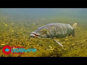 Sixty Seconds Underwater: Episode #8 Musky Underwater