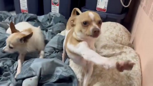 For Christmas, Dino got his cast off ! He wants to show everyone how handsome he looks | Texas Chihuahua Rescue, Inc