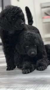 Totally in sync and twice as cute @poodle_39 😍😍 #thepoodlesworld #poodles #cutepoodle #poodlepuppies #toypoodlelove #minipoodlelove #poodlestyle #frenchpoodle #poodlelover | Poodles World