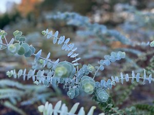 Eucalyptus Pulverulenta Baby Blue Live Plant- Fragrant ' Florist Silver Dollar' in Various Sizes - Etsy