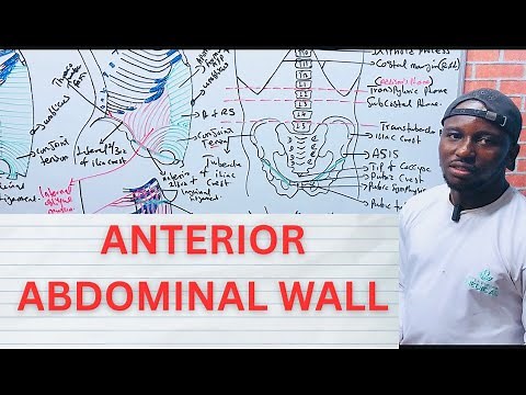 Anterior Abdominal Wall Anatomy Made Simple: Muscles, Layers, and Clinical Insights.