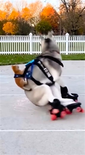 Dog sketing you liked #dog #viral #kids | S D Creation