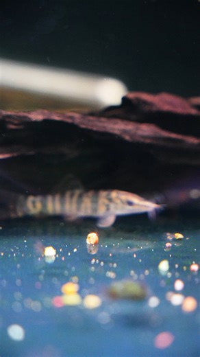 Wow GREEN TIGER LOACH! These are hard to come by! Find them instore or online here ➡https://www.natureaquariums.com.au/products/green-tiger-loach?_pos=2&_psq=green tiger&_ss=e&_v=1.0 #loaches #aquariumfish #aquascaping #fishtank | Nature Pets & Aquariums