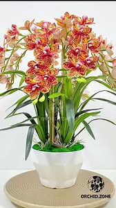 Harini #throwback semula gubahan 8 tangkai mini cymbidium dengan 4 bush daun… mini cymbidium ni dah takde stok tapi boleh tukar dengan orkid jenis lain.. Enjoy the video gaisss 🥰 . Our official link 👉 https://klik.vip/OrchidZone | Orchid.Zone