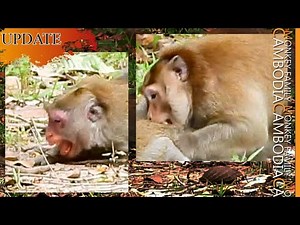 Tear Flow...Jane Almost Lost Baby After Mak Attack Janna and Jane