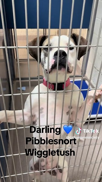 Adopting Purebred Dogs from Animal Shelters