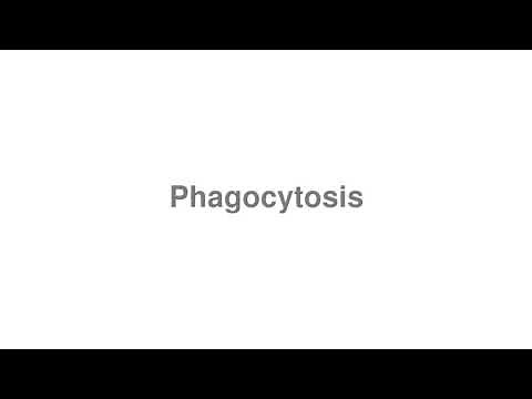 How to Pronounce "Phagocytosis"