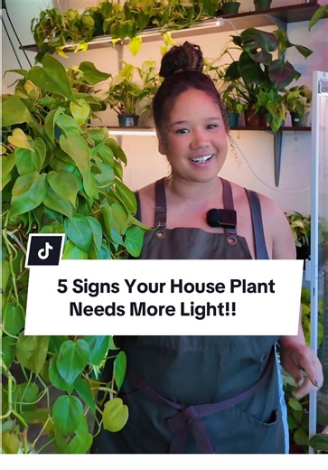 5 Signs Your House Plant Needs More Light