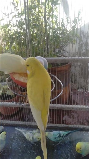 This Budgie’s Color Changes With Angle 🔄🩵