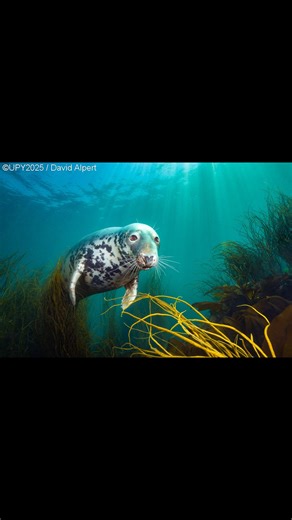 2.3K views · 37 reactions | The 2025 Underwater Photographer of the...