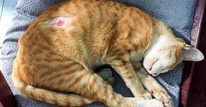 Esporotricose felina: entenda o que é e como prevenir