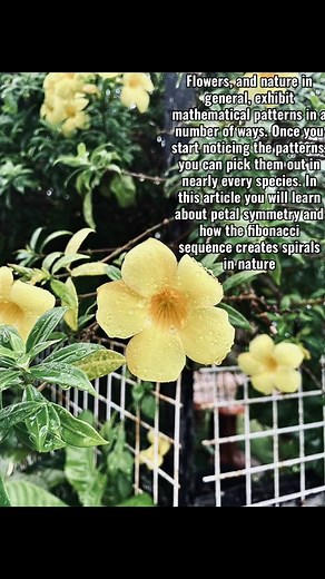 Fibonacci Sequence Examples in Nature Explained