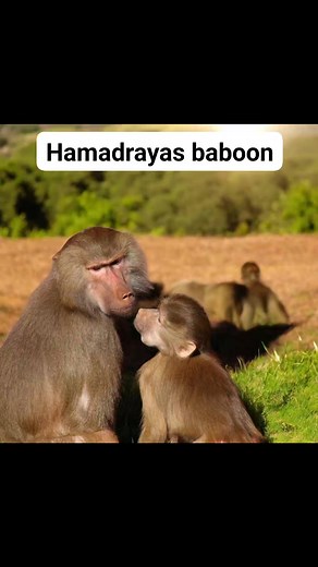 Have you ever seen a baboon that looks like it’s wearing a cape? That’s the majestic Hamadryas baboon, native to the rocky deserts and savannahs of the Horn of Africa and the Arabian Peninsula. Known for their thick silver manes and regal appearance, these baboons were once considered sacred in ancient Egypt. They live in complex social structures called harems, where one dominant male leads several females—making their family life full of drama and intrigue. A female usually gives birth to a si