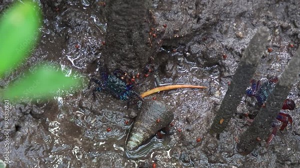 A face banded crab, feeding on mangrove leaves and roots in muddy wetlands environment with sea snail lying on the mudflats, close-up shot during the low tide period.