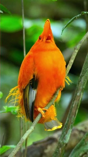 The spectacular Guianan Cock-of-the-rock ❤️