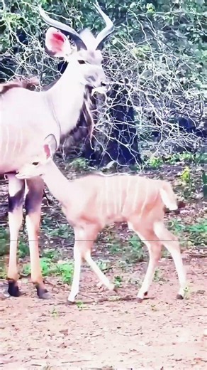 Hadzabe Hunting near Hundreds of Monkeys & Catching Spotted Serval Cat 🏹🐆 #shorts #hadzabe