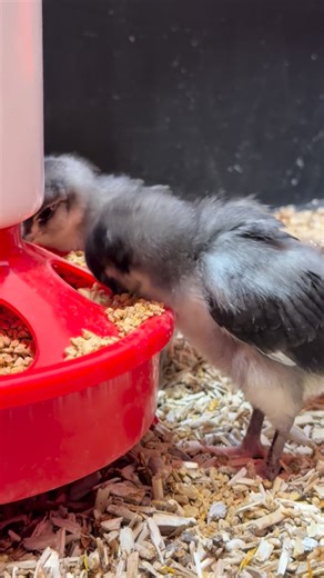 Prevent feed waste with this quick tip! #chickensofig #backyardchickens #raisingchickens #chickentips #babychicks | The Chicken School