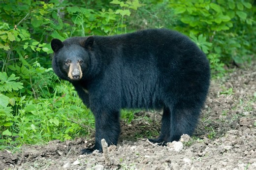 Ozark County, Mo., man faces multiple violations for illegally killing a black bear