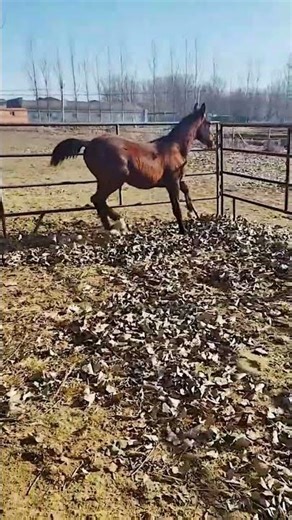 Lassoing horses is fast, but too dangerous; they charge recklessly