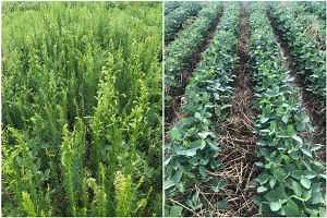 Can cover crops control horseweed?